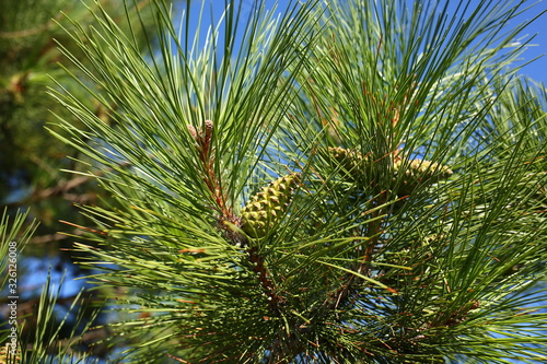  green spruce conifer with sharp needles and cones against the blue sky, close-up © Alina