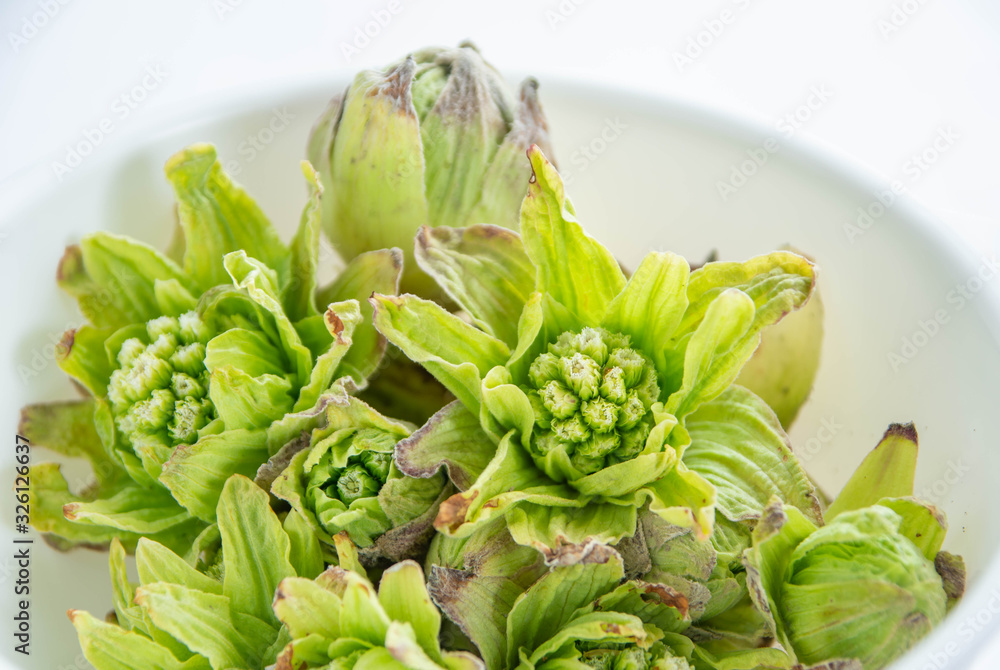 Obraz premium ふきのとう