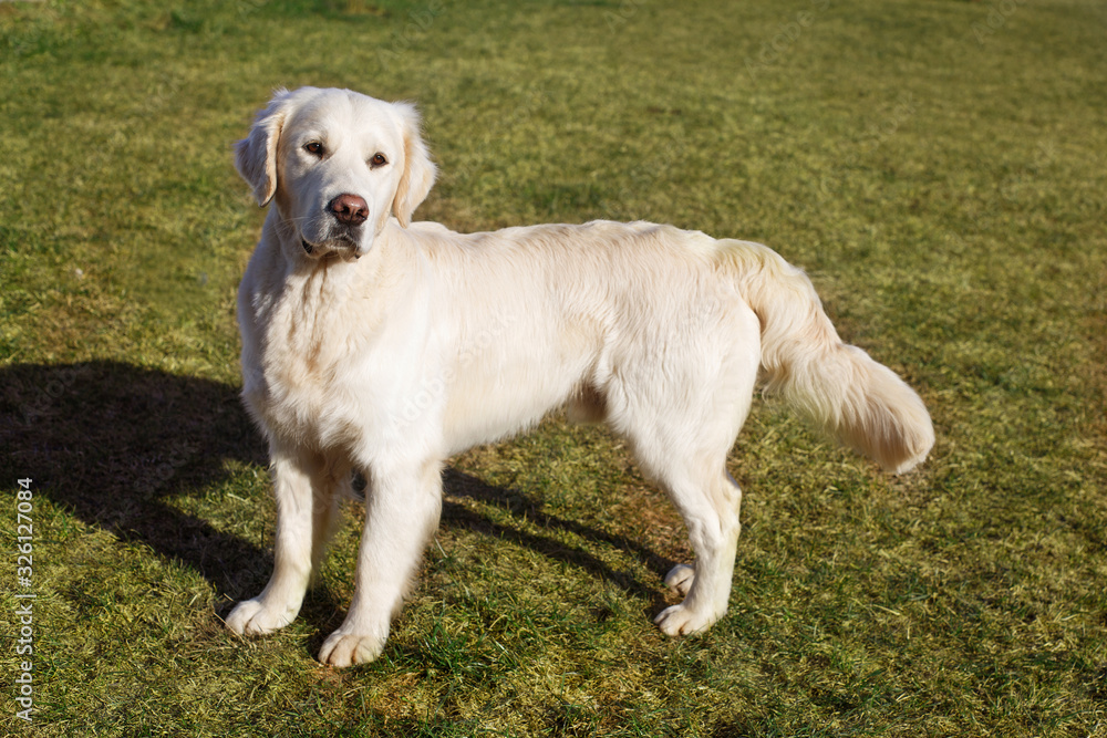 Beautiful Golden Retriever dog on the green grass Beautiful Golden Retriever dog on the green grass