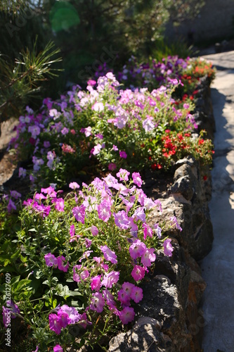 bright flowerbed with various flowers in the yard  landscape design