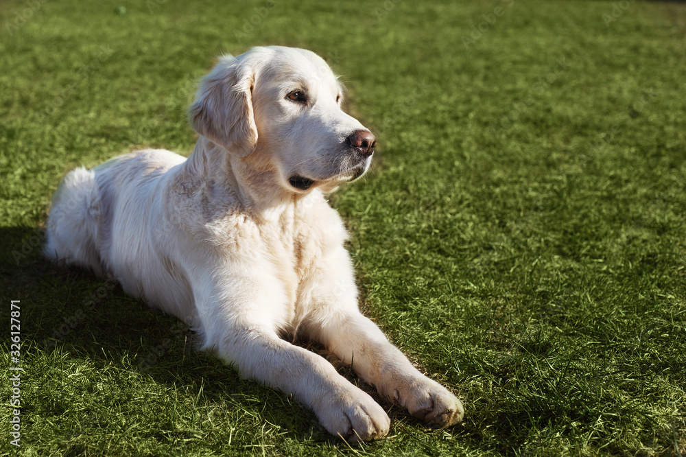 Beautiful Golden Retriever dog lying on the grass Beautiful Golden Retriever dog lying on the grass