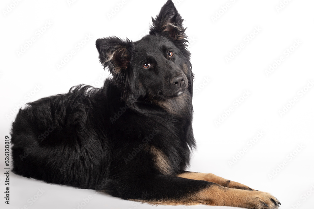 Adorable mixed breed Border Collie bitch lying on the floor looking towards camera on white background Adorable mixed breed Border Collie bitch lying on the floor looking towards camera on white background