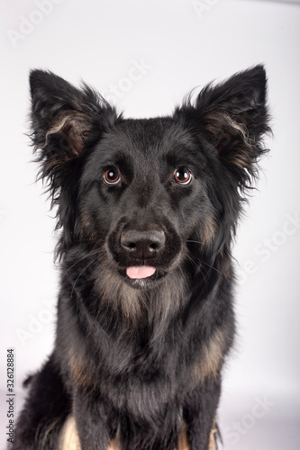 Funny young mixed race Border Collie looking at camera with tongue out on white background Isolated image.