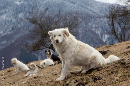 Shepherd dogs in the mountains