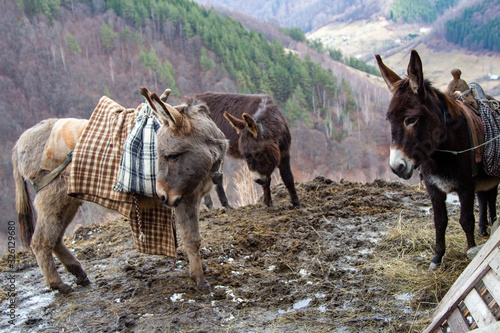 Donkey in the mountains of Romania