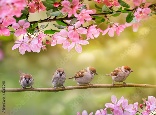 natural background with birds, sitting on branches with pink Apple blossom in spring in may Sunny garden