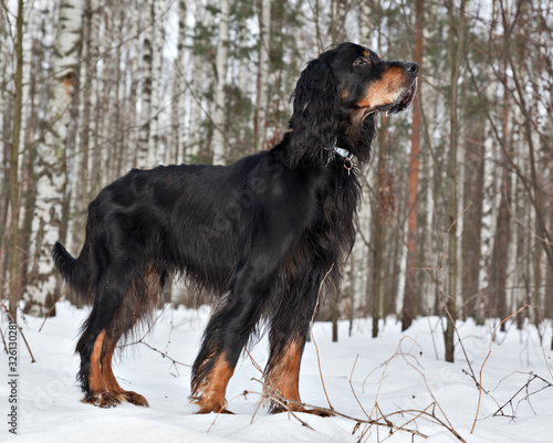  Dog breed Setter Gordon in winter forest