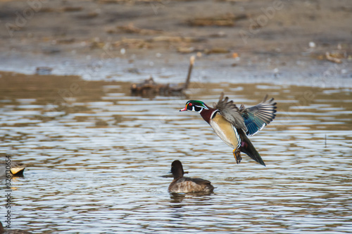 Photography A picture of a male wood duck touching down to the lake
