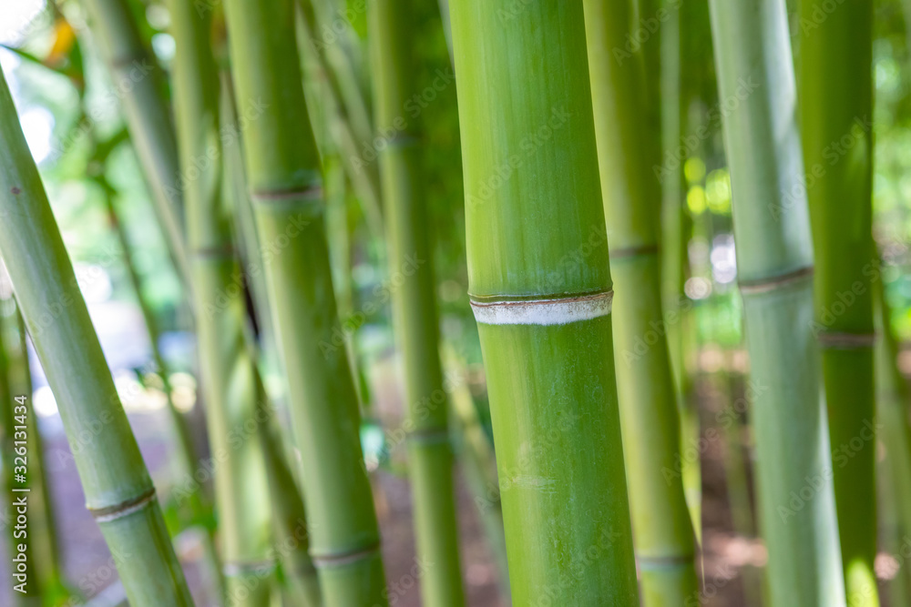 Bamboo stem close up in bamboo forest. Natural background in soft daylight. Bamboo stem close up in bamboo forest. Natural background in soft daylight.