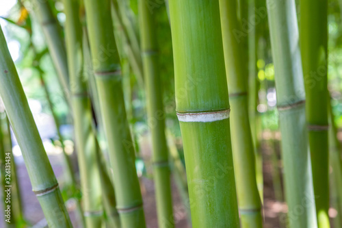 Fototapeta Naklejka Na Ścianę i Meble -  Bamboo stem close up in bamboo forest. Natural background in soft daylight.
