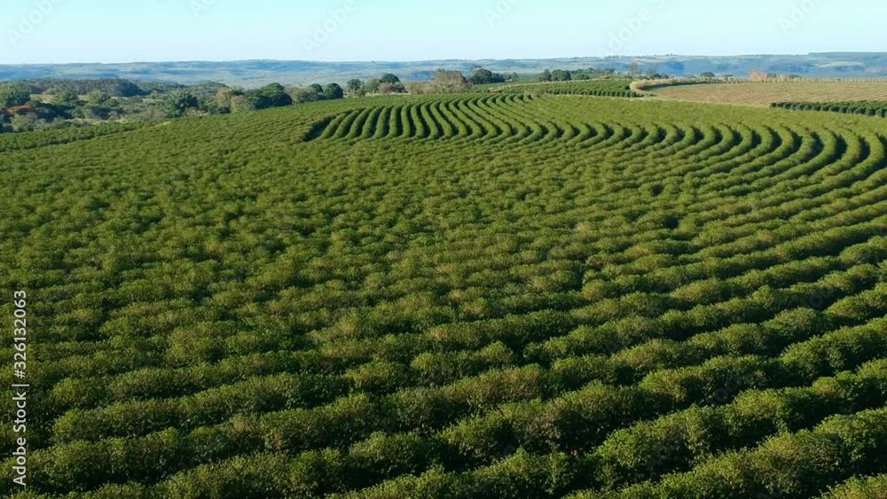 aerial view of green coffee field in Brazil aerial view of green coffee field in Brazil
