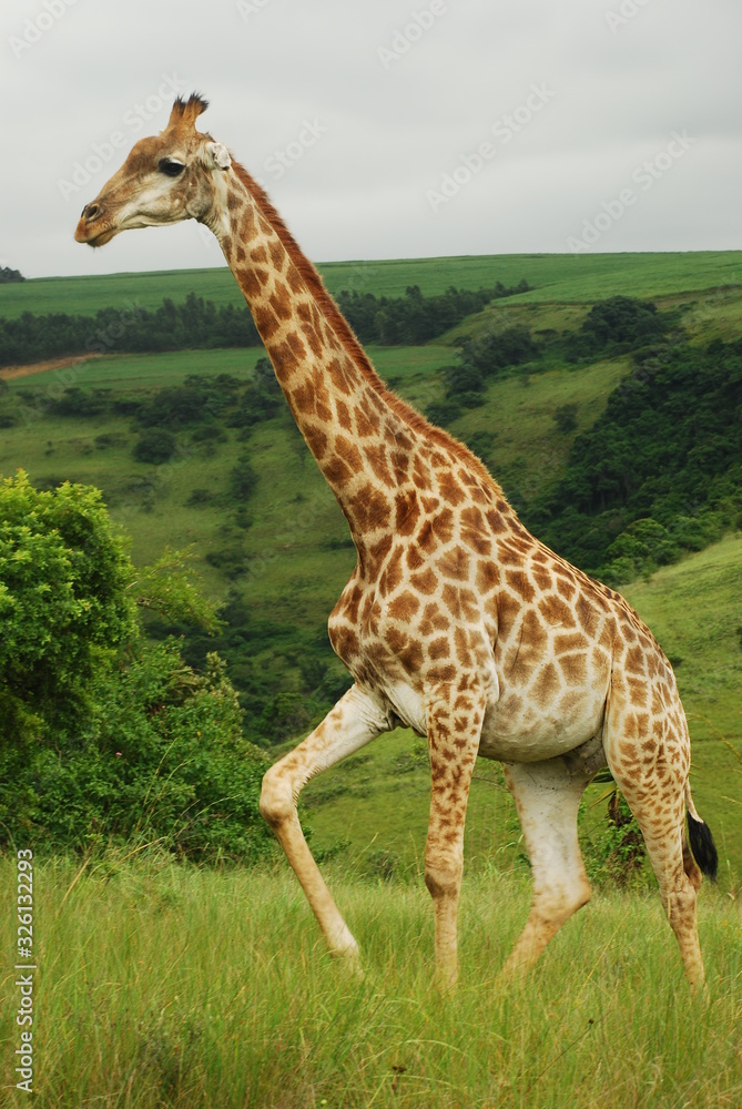 Obraz premium Giraffe