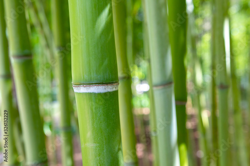 Fototapeta Naklejka Na Ścianę i Meble -  Bamboo stem close up in bamboo forest. Natural greenery background.