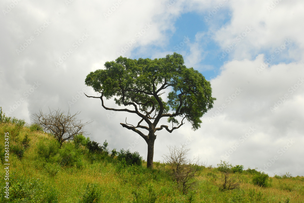 Obraz premium ein Baum allein