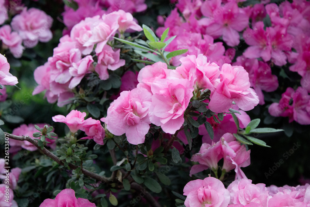 Azalea Flower