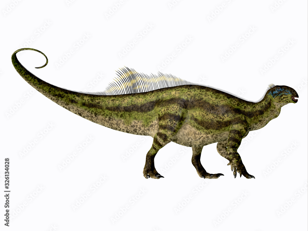Tenontosaurus Dinosaur Side Profile - Tenontosaurus was an ornithopod herbivorous dinosaur that lived in North America during the Cretaceous Period. Tenontosaurus Dinosaur Side Profile - Tenontosaurus was an ornithopod herbivorous dinosaur that lived in North America during the Cretaceous Period.