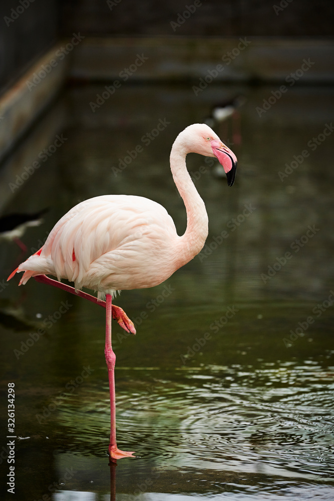 pink flamingo pink flamingo