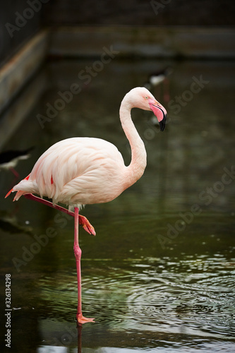 pink flamingo