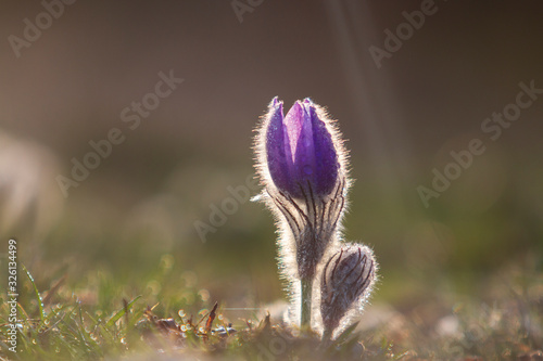 Pulsatilla Grandis on a meadow in the afternoon sunshine. Purple flowers on a spring meadow