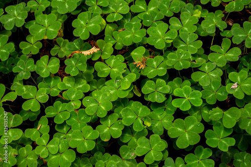 Clovers 