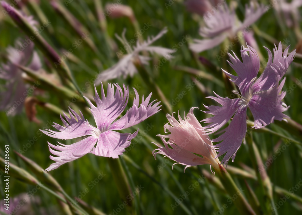 Obraz premium nelken