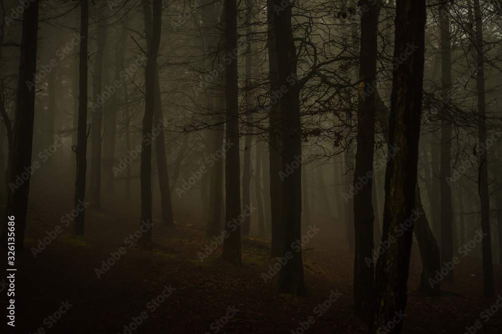 Obraz premium forest in fog