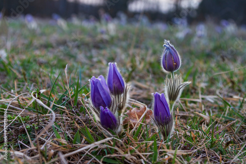 Pulsatilla Grandis on a meadow in the afternoon sunshine. Purple flowers on a spring meadow