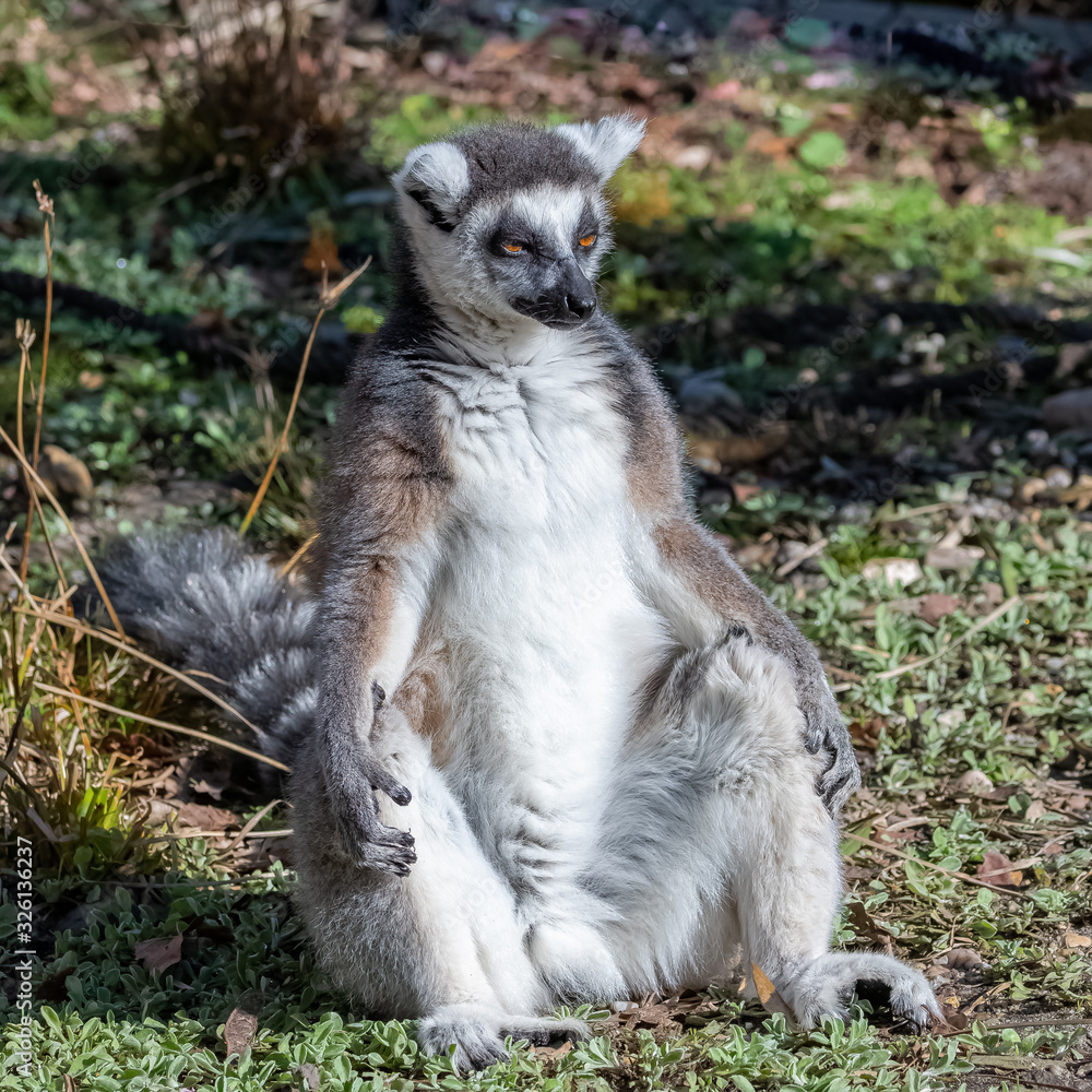 Portrait of a lemur sitting in the grass