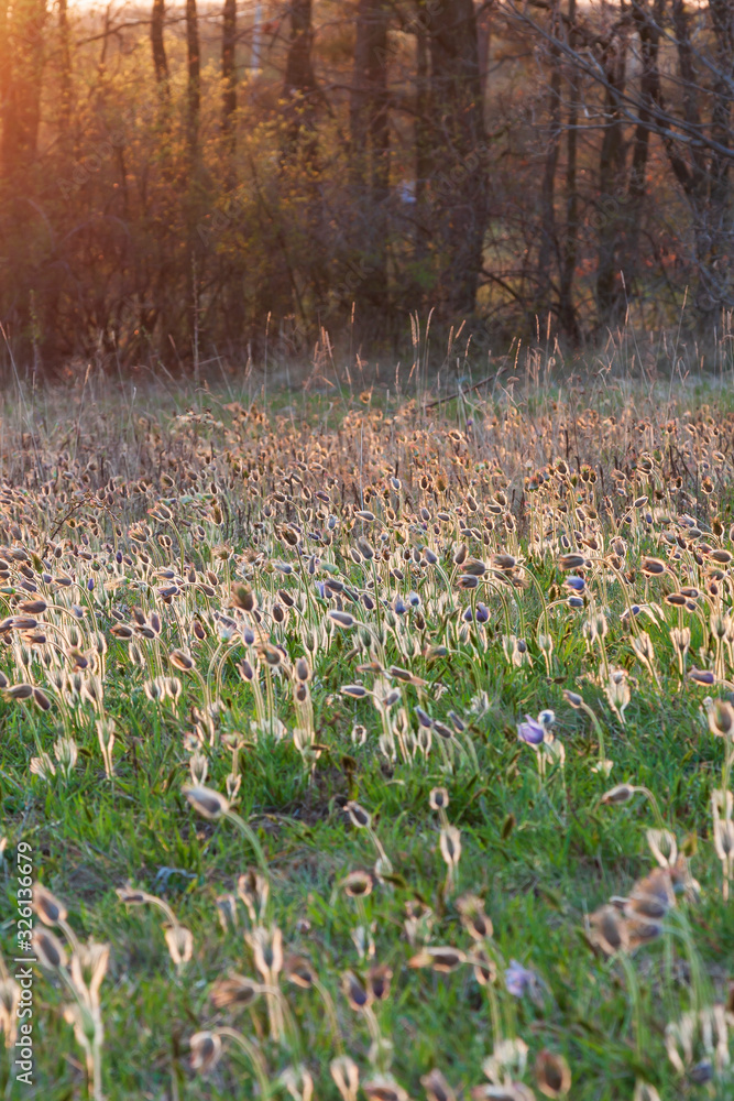 Obraz premium Pulsatilla Grandis on a meadow in the afternoon sunshine. Purple flowers on a spring meadow