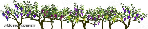 Agriculture plant border. General view of group of different grape vine plants with ripe bunches of grapes and green leaves isolated on white background