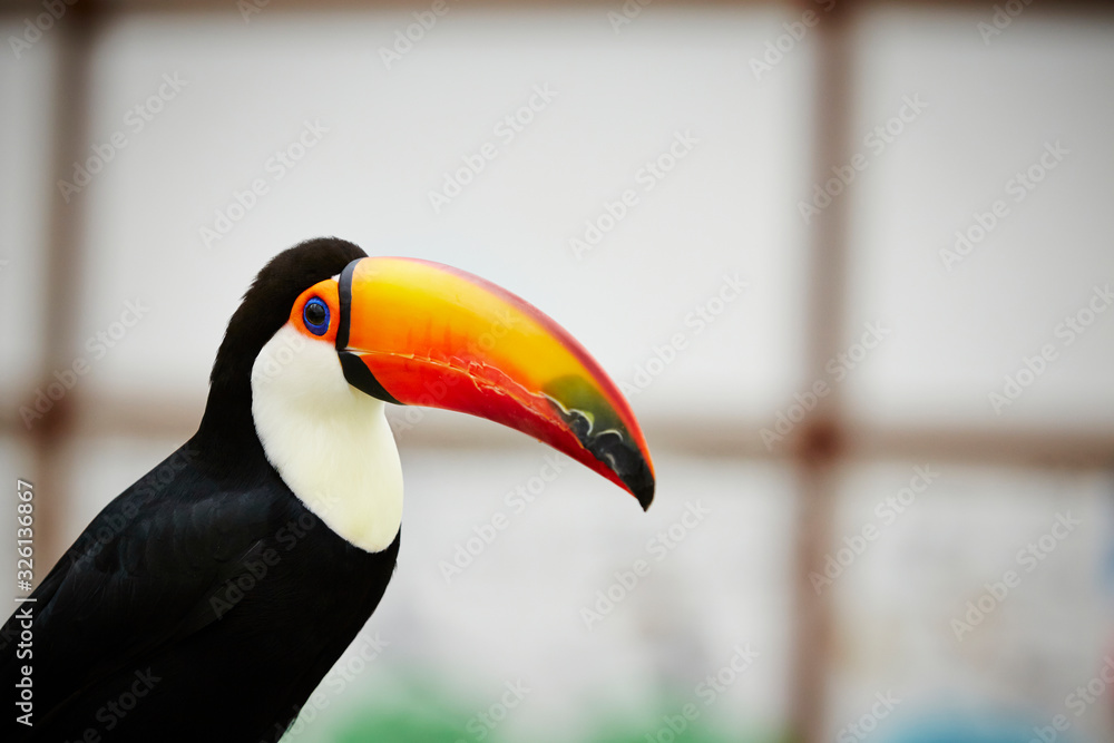 Fototapeta premium Toco toucan at bird garden