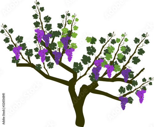 Harvest time. Grape vine plant with ripe bunches of grapes and green leaves isolated on white background