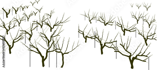 General view of group of bare grape vine plants in vineyard isolated on white background