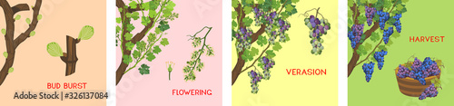 Annual growth life cycle of grapevine. Grapevine development and ripening stages