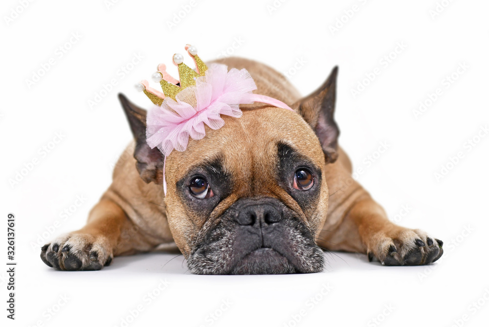 Cute French Bulldog dog lying flat on ground wearing a pink and gold princess crown, isolated on white background