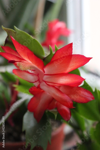 Smart red flowers of of schlumbergera plant in the garden