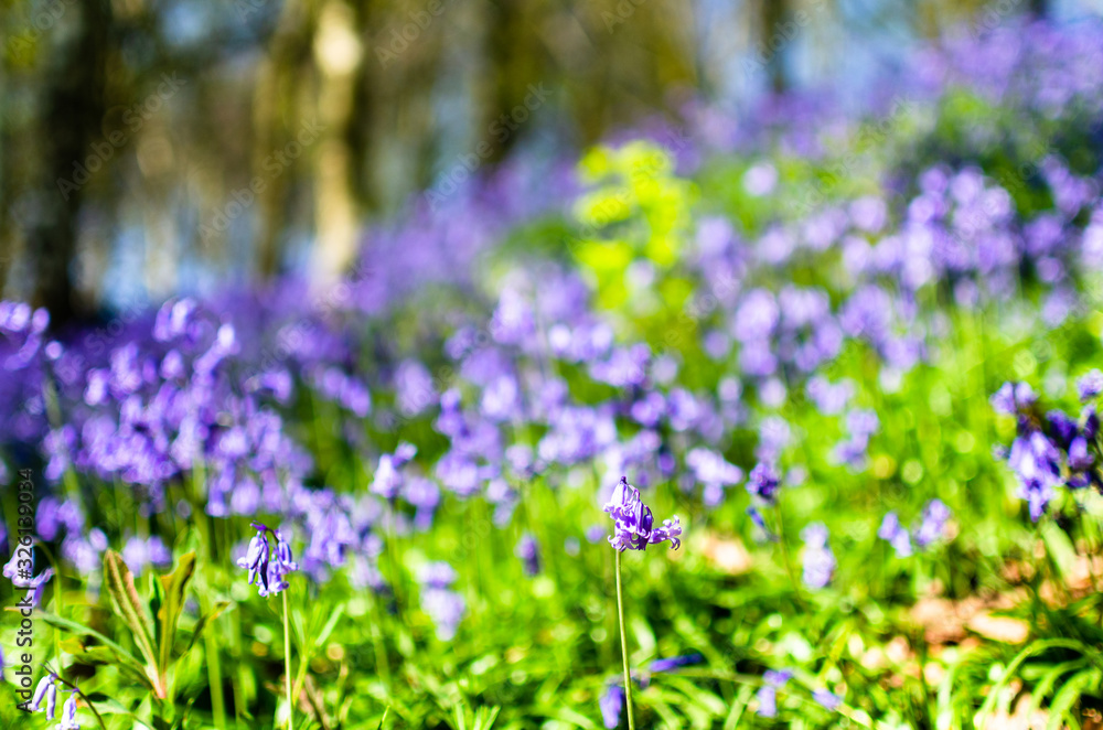 Bluebells blooming in a field in selective focus(