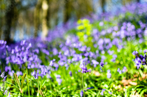 Bluebells blooming in a field in selective focus 