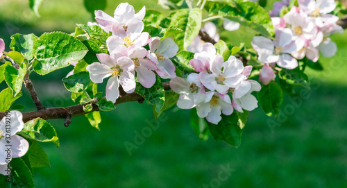 Close up photo of apple tree branch with light pink flower buds and green leaves in foreground in a Swedish garden in spring  Vasterbotten  Swedish fruit tree  Northern Sweden  Umea