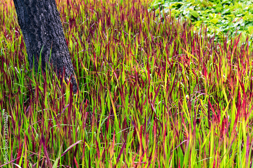 A mass planting of Imperata cylindrica Red Baron, also known as Japanese Blood Grass makes a colourful low maintenance ground cover. photo