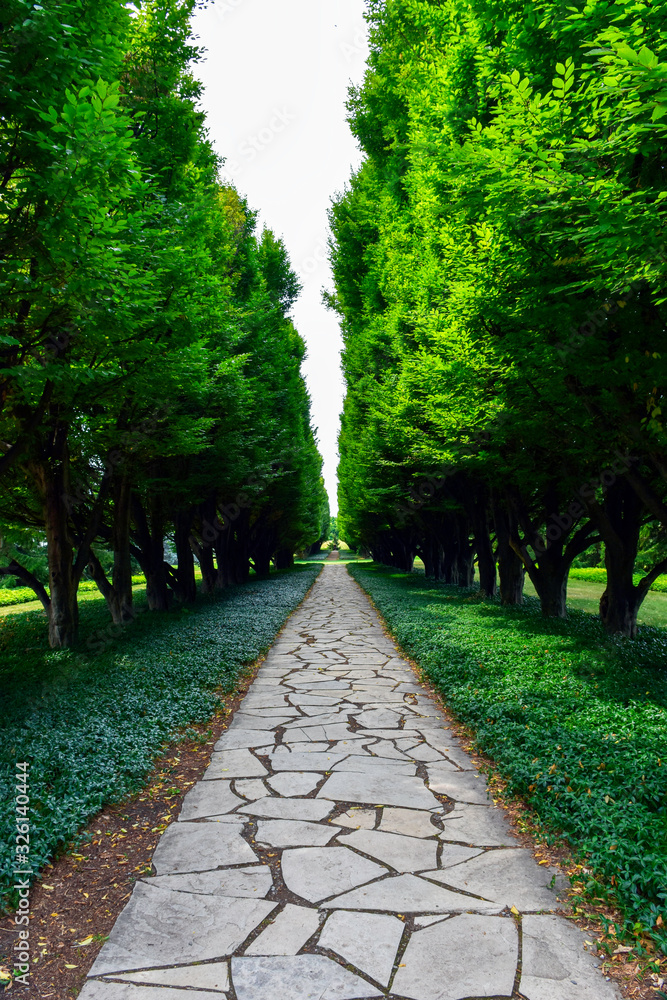 A beautiful old planting of rows of mature Hornbeam trees, known as an allee, suggests the concept of a journey or path. A beautiful old planting of rows of mature Hornbeam trees, known as an allee, suggests the concept of a journey or path.