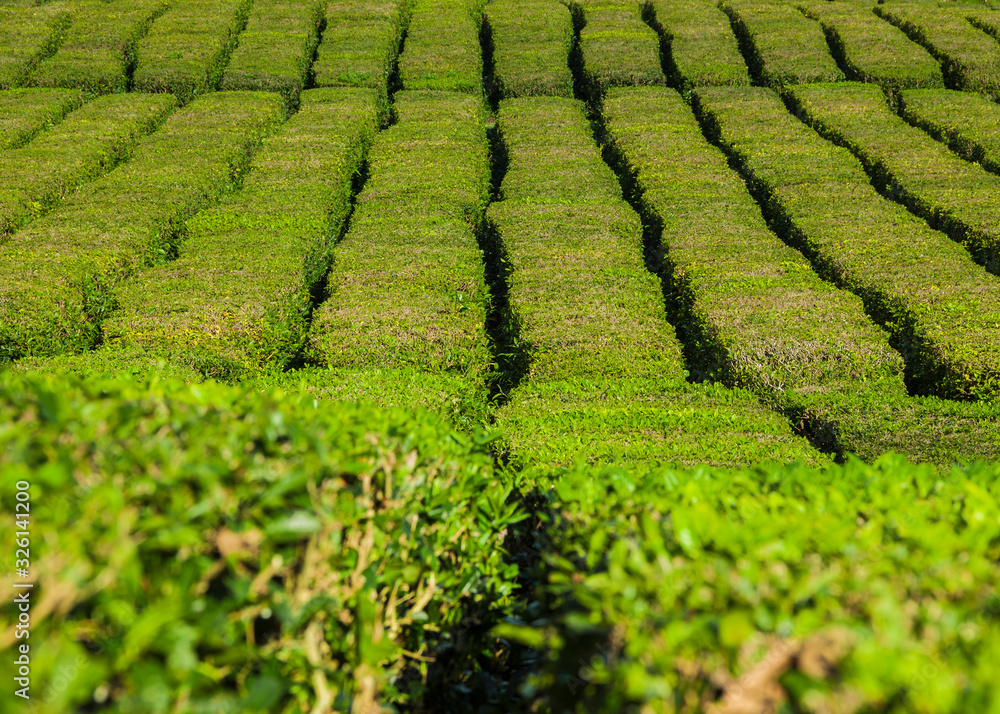 Tea fields in Azores. Tea field