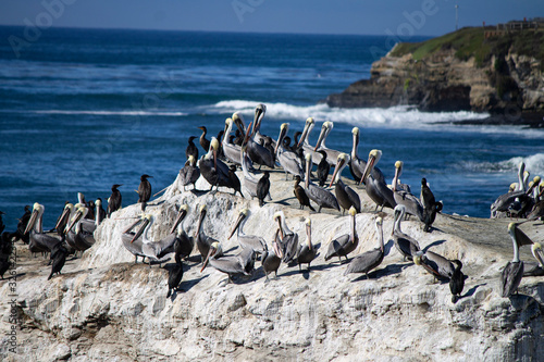 Pelicans on rock in ocean off of California coast