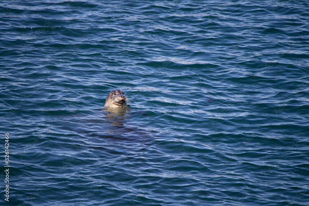 Fototapeta premium elephant seal floating in the ocean