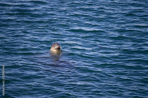 elephant seal floating in the ocean