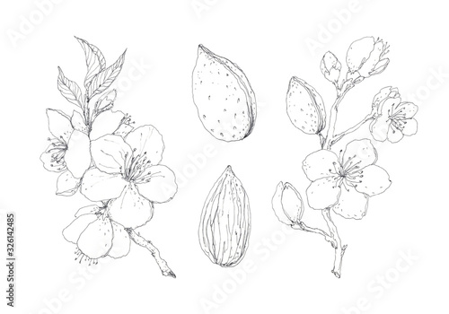 Foto Set of blooming almond branches isolated on white