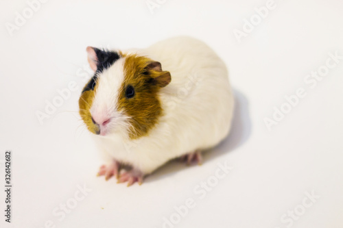 White Guinea pig on a white background with