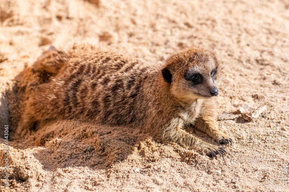 Fototapeta premium Meerkat, suricate, funny animal lying in a hole in the sand