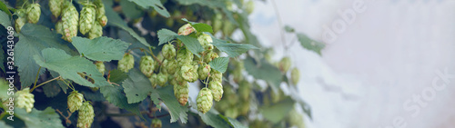 Cones of hops in a basket for making natural fresh beer, concept of brewing. Beautiful panoramic image, tinted.