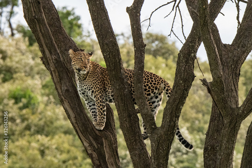 leopard standing in a tree